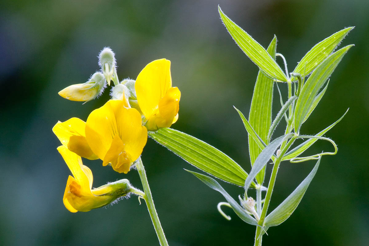 Lathyrus pratensis / Cicerchia dei prati