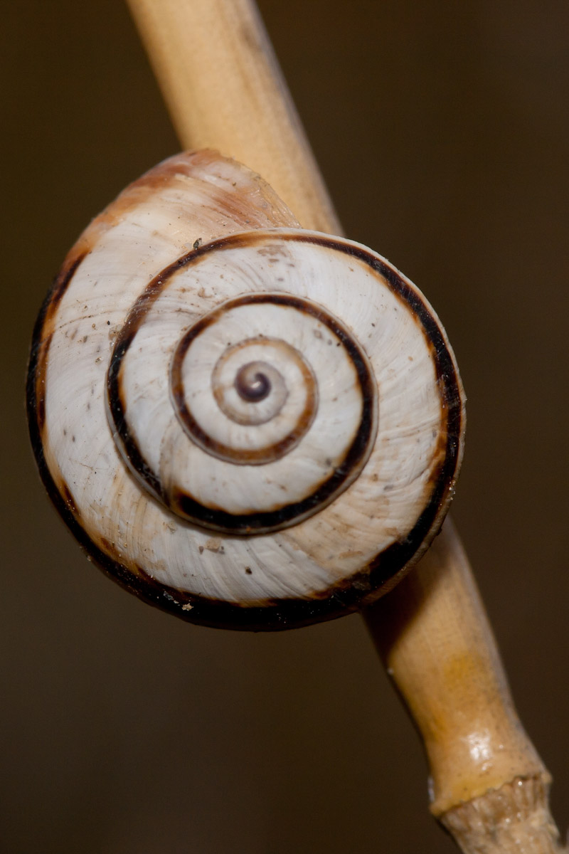 Aiuto identificazione