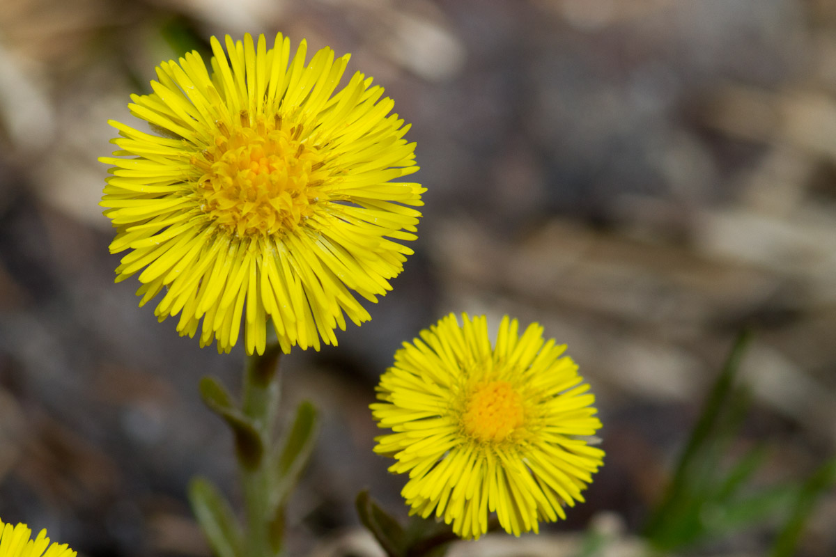 Tussilago farfara - Farferugine, Tossilaggine comune