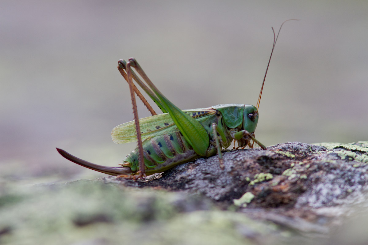 Decticus verrucivorus