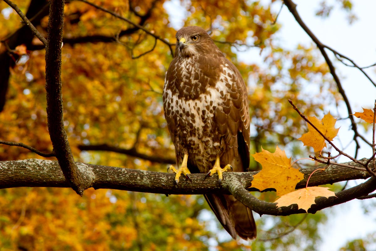 Buteo buteo - Poiana