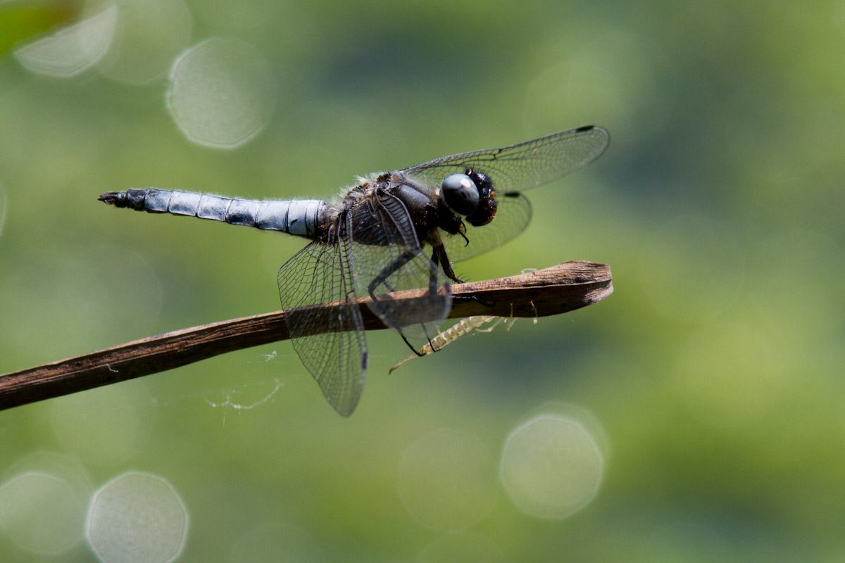 Conferna ID - Orthetrum cancellatum ?