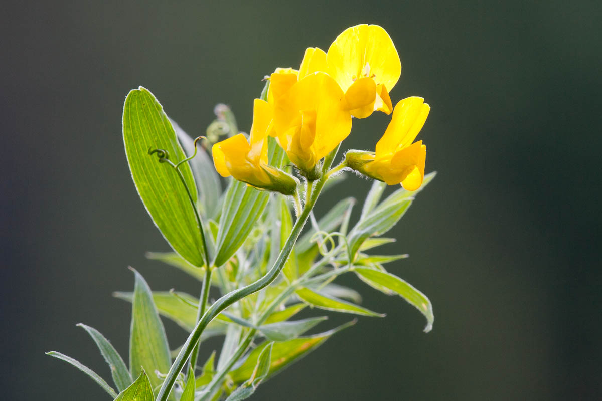 Lathyrus pratensis / Cicerchia dei prati