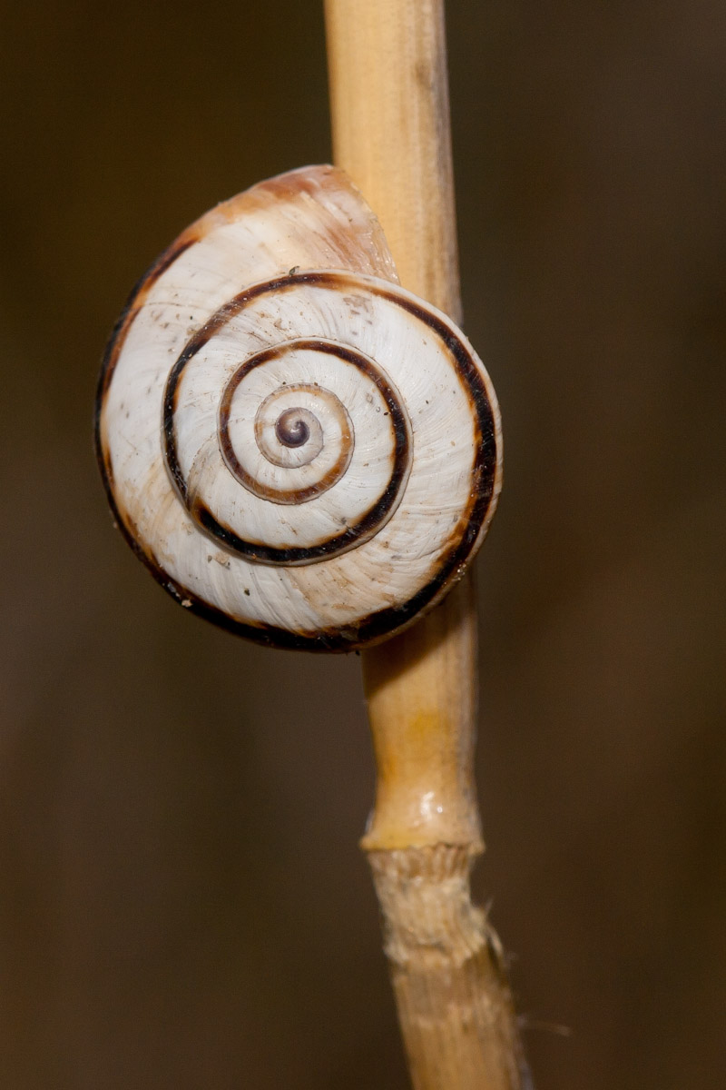 Aiuto identificazione