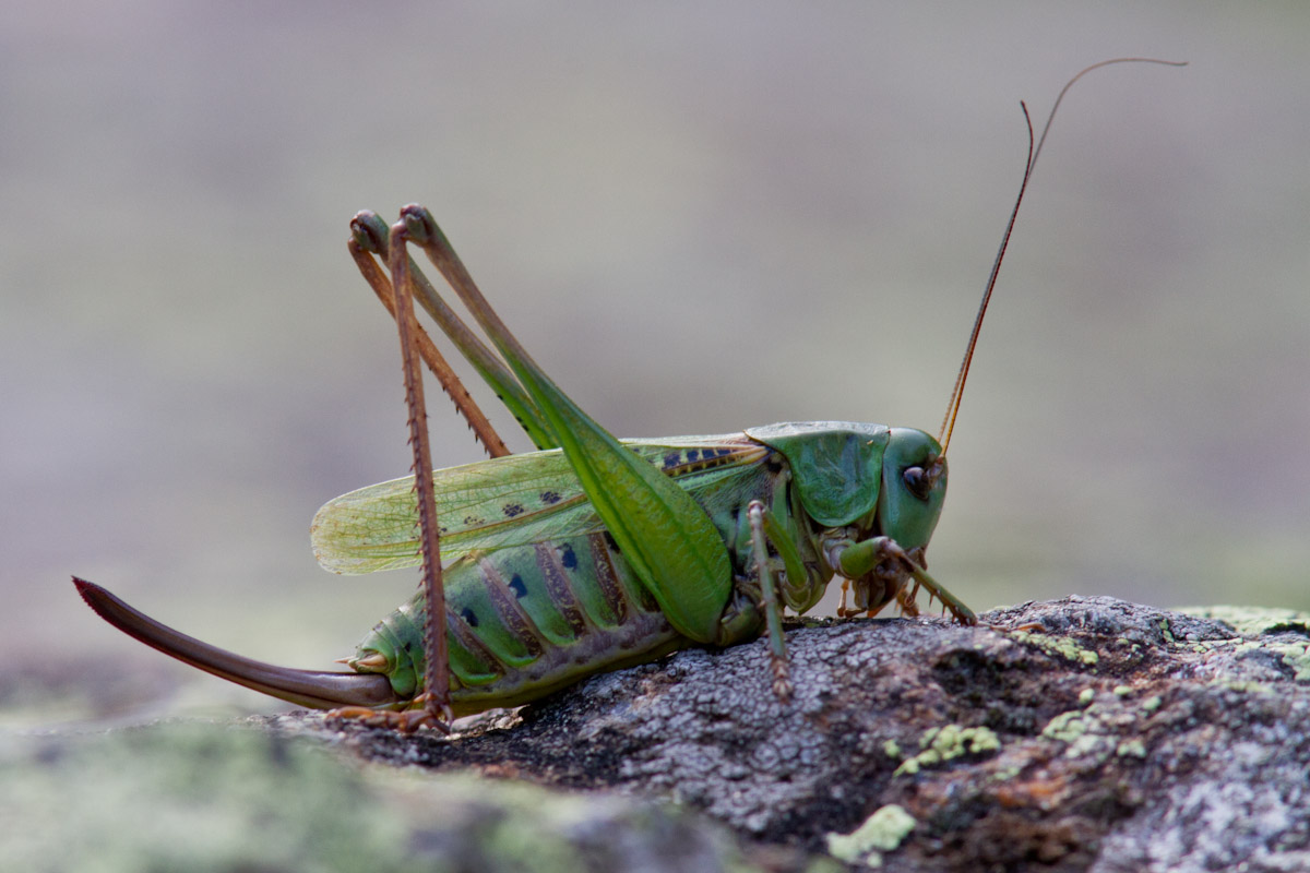 Decticus verrucivorus