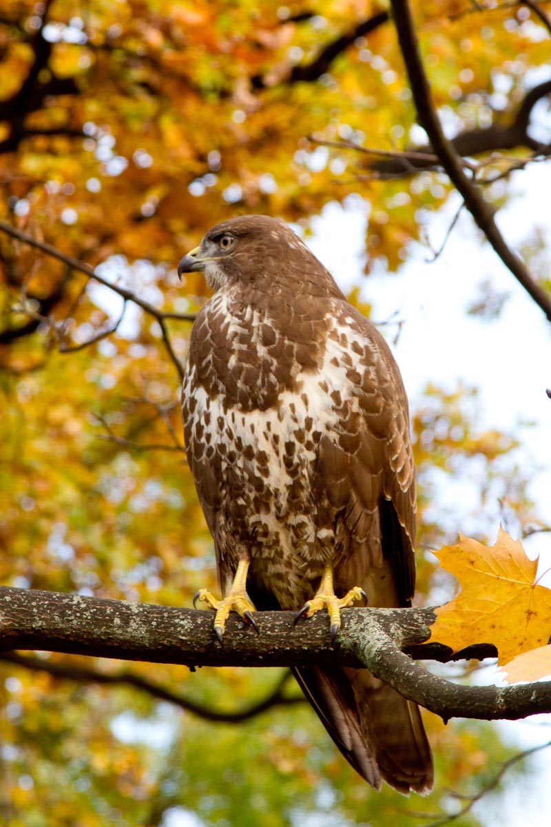 Buteo buteo - Poiana