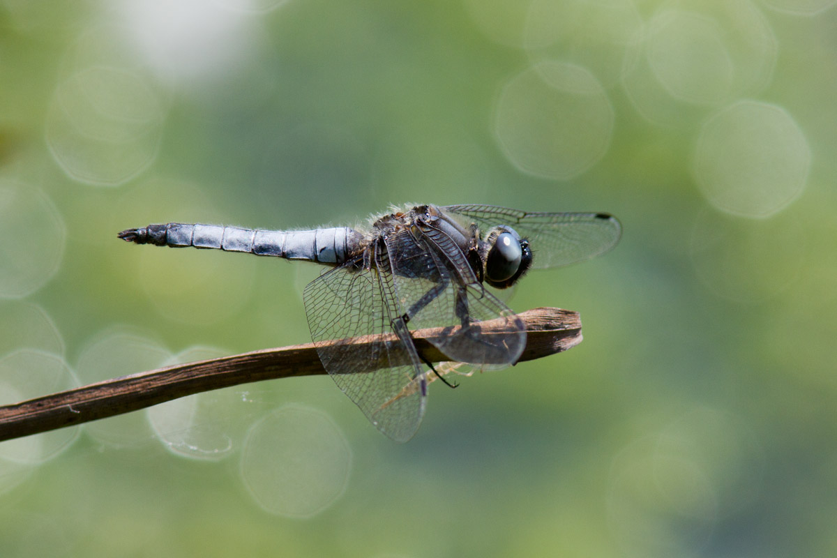 Conferna ID - Orthetrum cancellatum ?