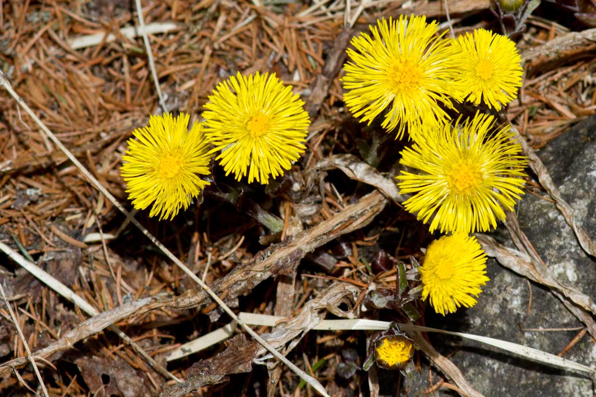 Tussilago farfara - Farferugine, Tossilaggine comune