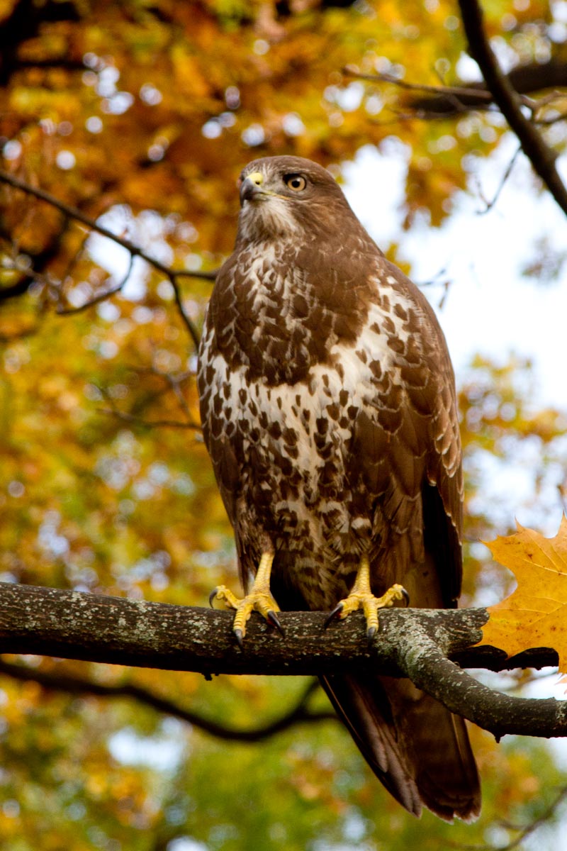 Buteo buteo - Poiana