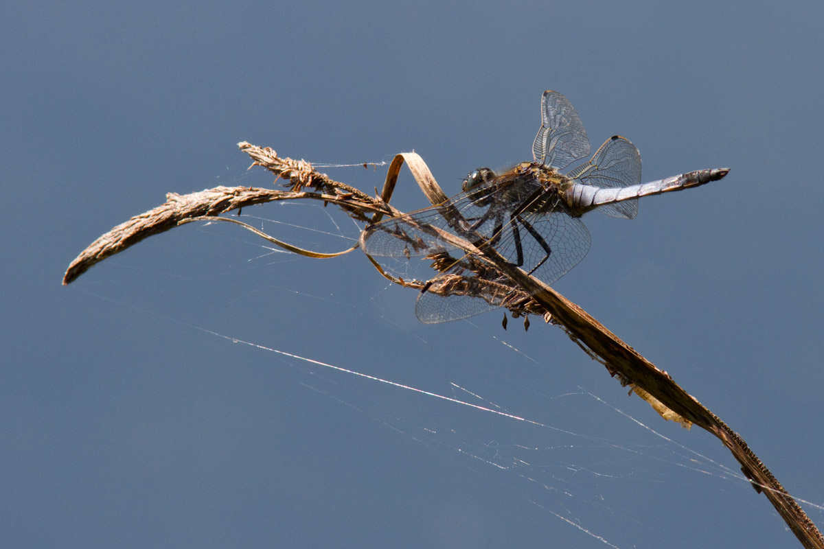 Conferna ID - Orthetrum cancellatum ?