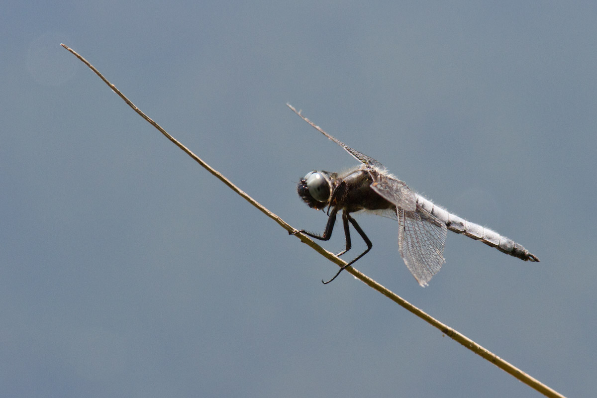 Conferna ID - Orthetrum cancellatum ?