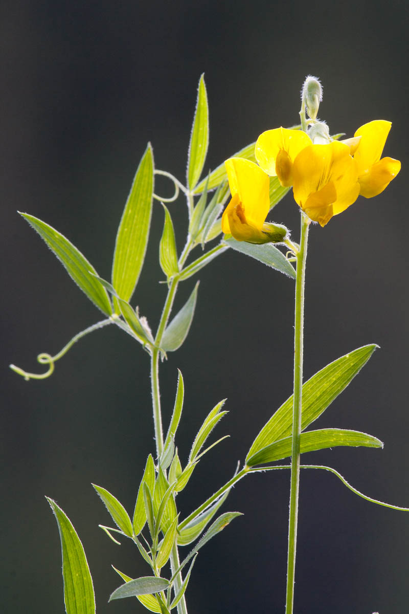 Lathyrus pratensis / Cicerchia dei prati