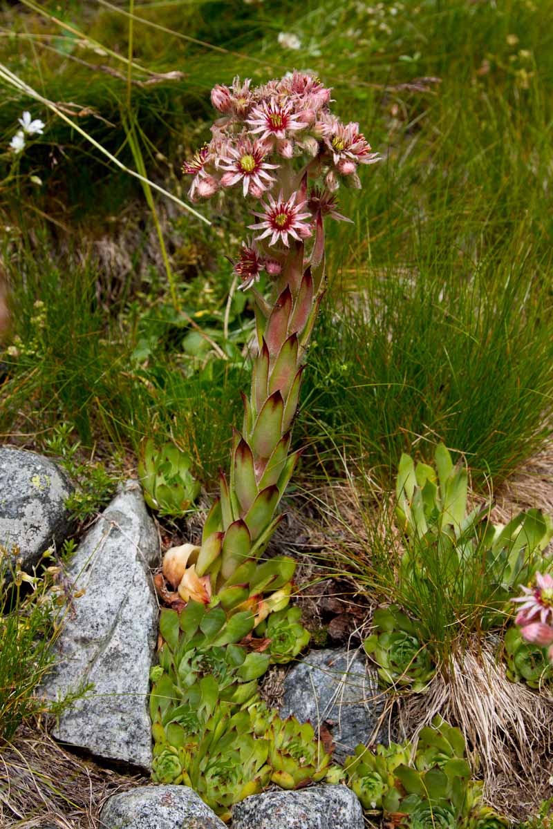 Sempervivum tectorum