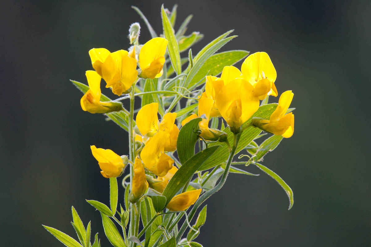 Lathyrus pratensis / Cicerchia dei prati