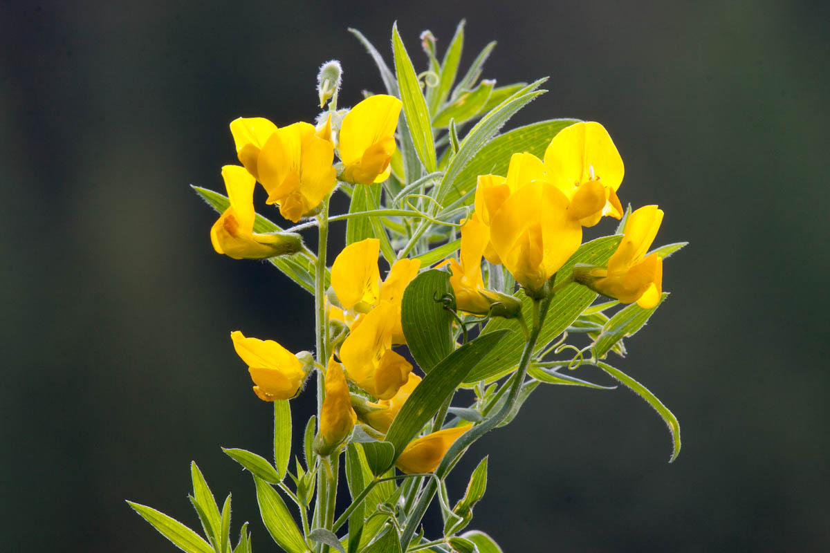 Lathyrus pratensis / Cicerchia dei prati