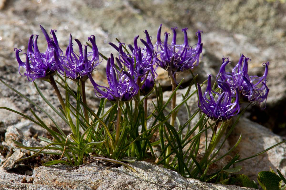 Da Determinare: Phyteuma hemisphaericum?