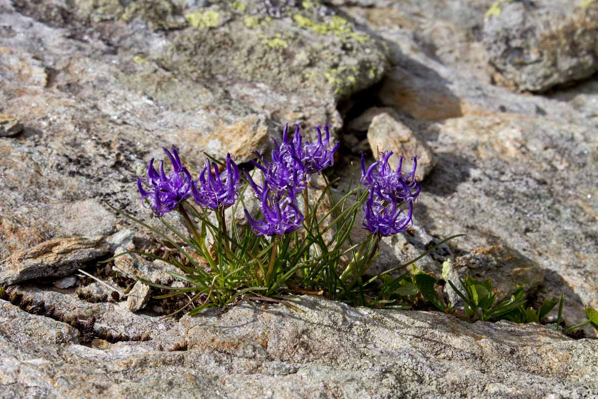 Da Determinare: Phyteuma hemisphaericum?