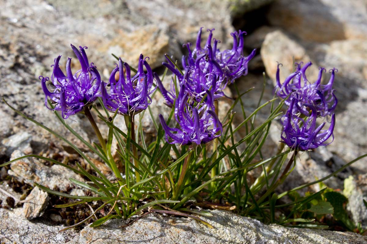 Da Determinare: Phyteuma hemisphaericum?