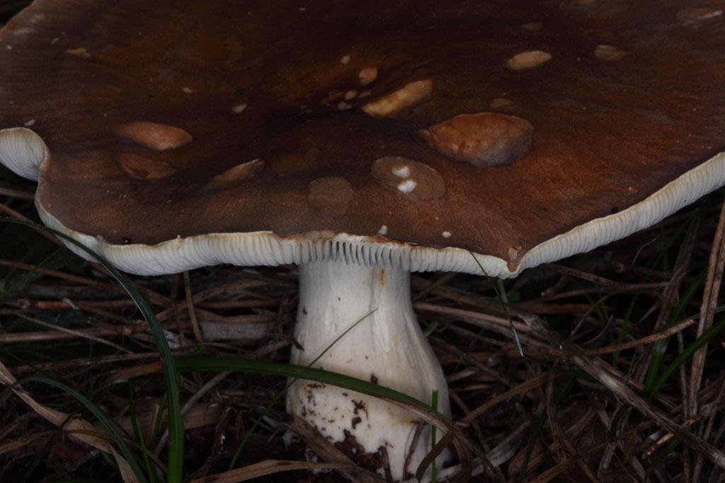 Fungo da determinare