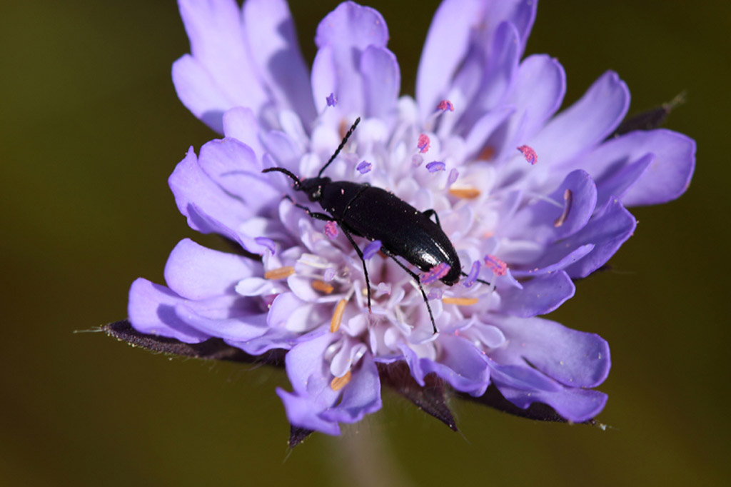 Anaspis frontalis ? (Scraptidae)