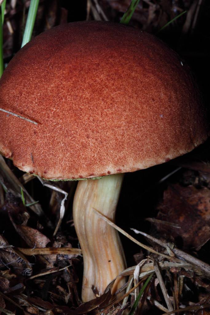 Boleto da identificare