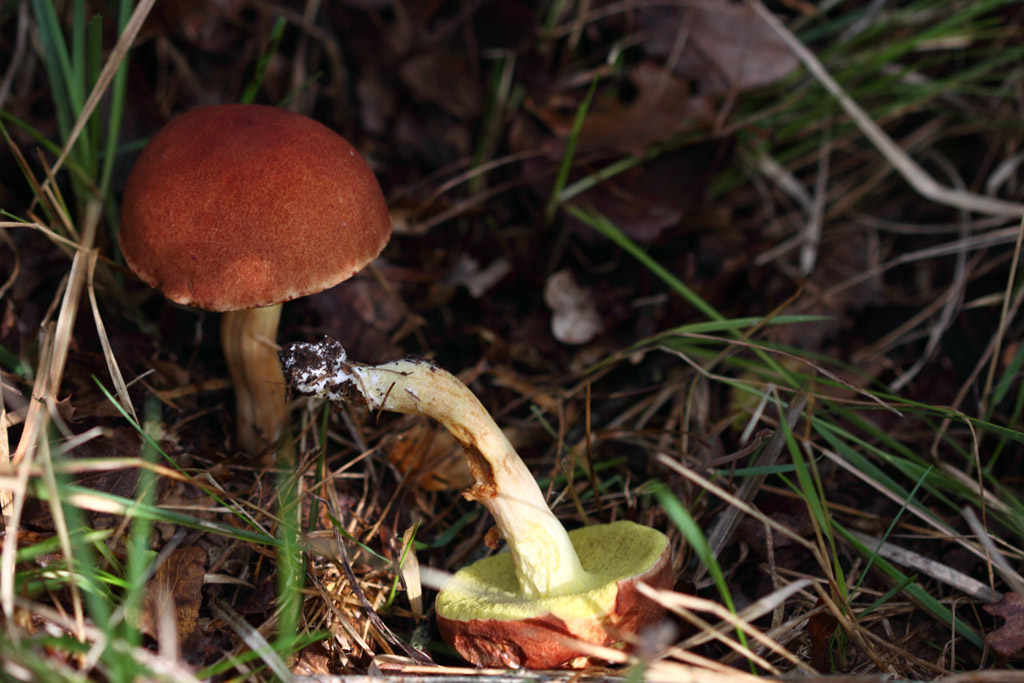 Boleto da identificare