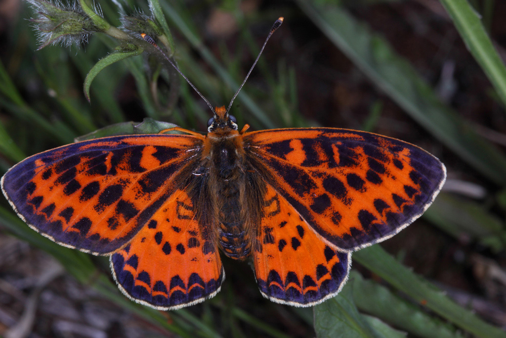 Melitaea particolare