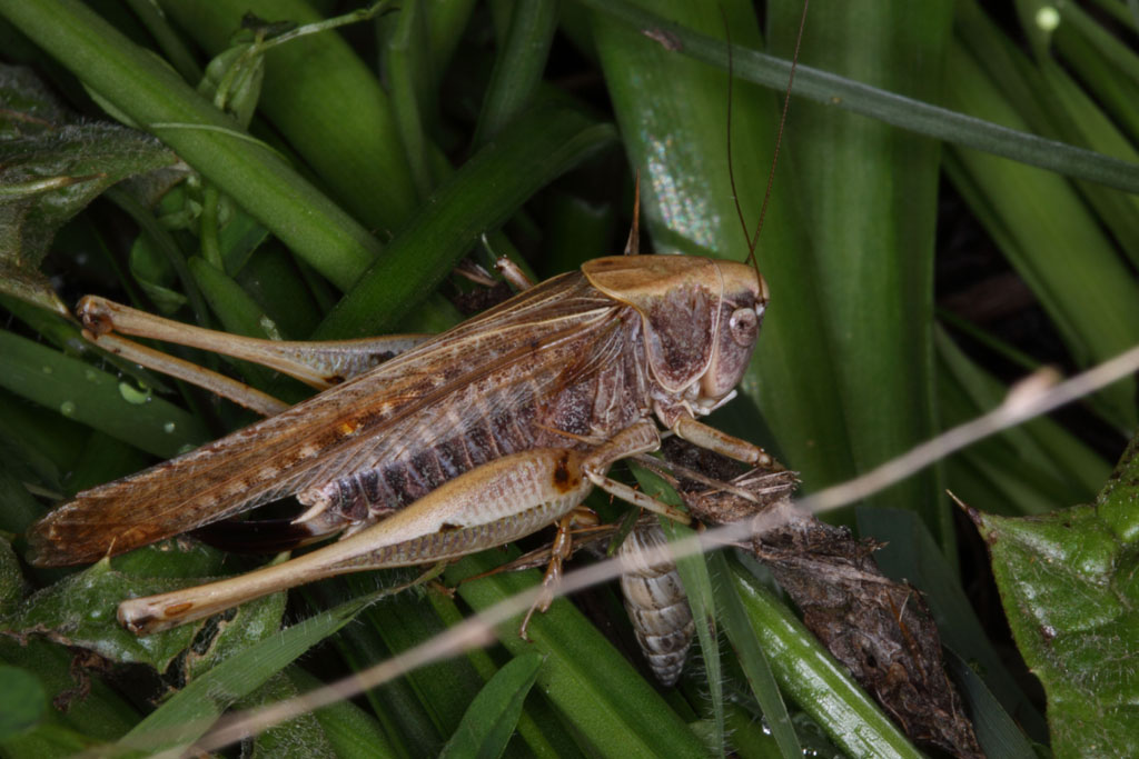 Platycleis intermedia ?