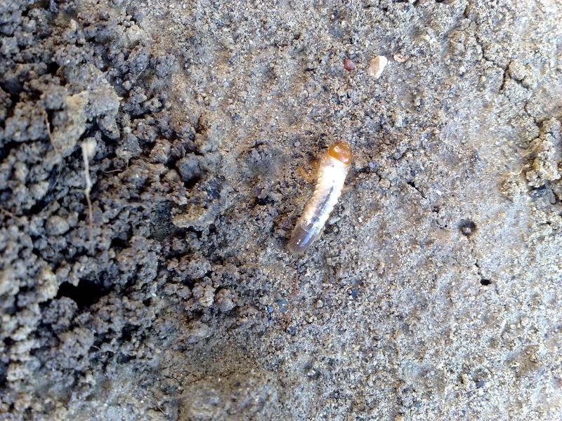Larve di Melolonthidae o di Dynastidae (Pentodon bidens)