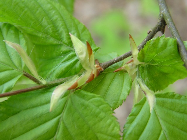Carpinus betulus / Carpino bianco