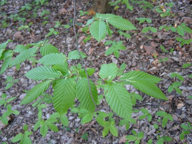 Carpinus betulus / Carpino bianco