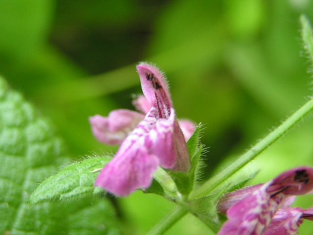 Lamium o Stachys ? - Stachys sylvatica