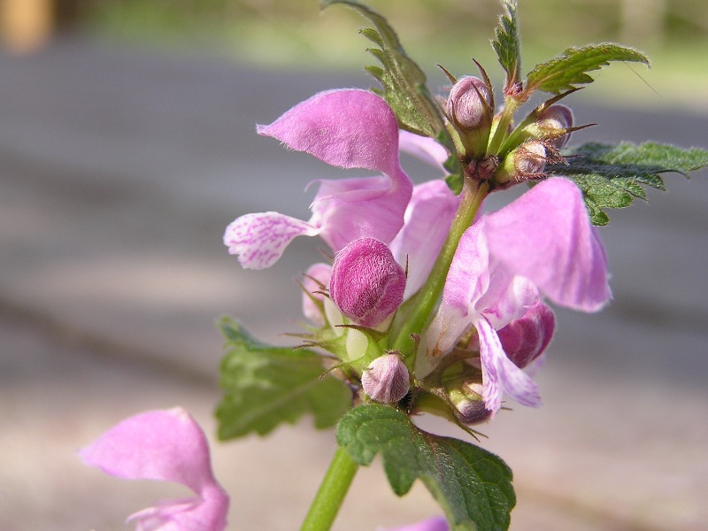 Lamium maculatum / falsa ortica macchiata