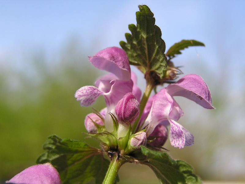 Lamium maculatum / falsa ortica macchiata