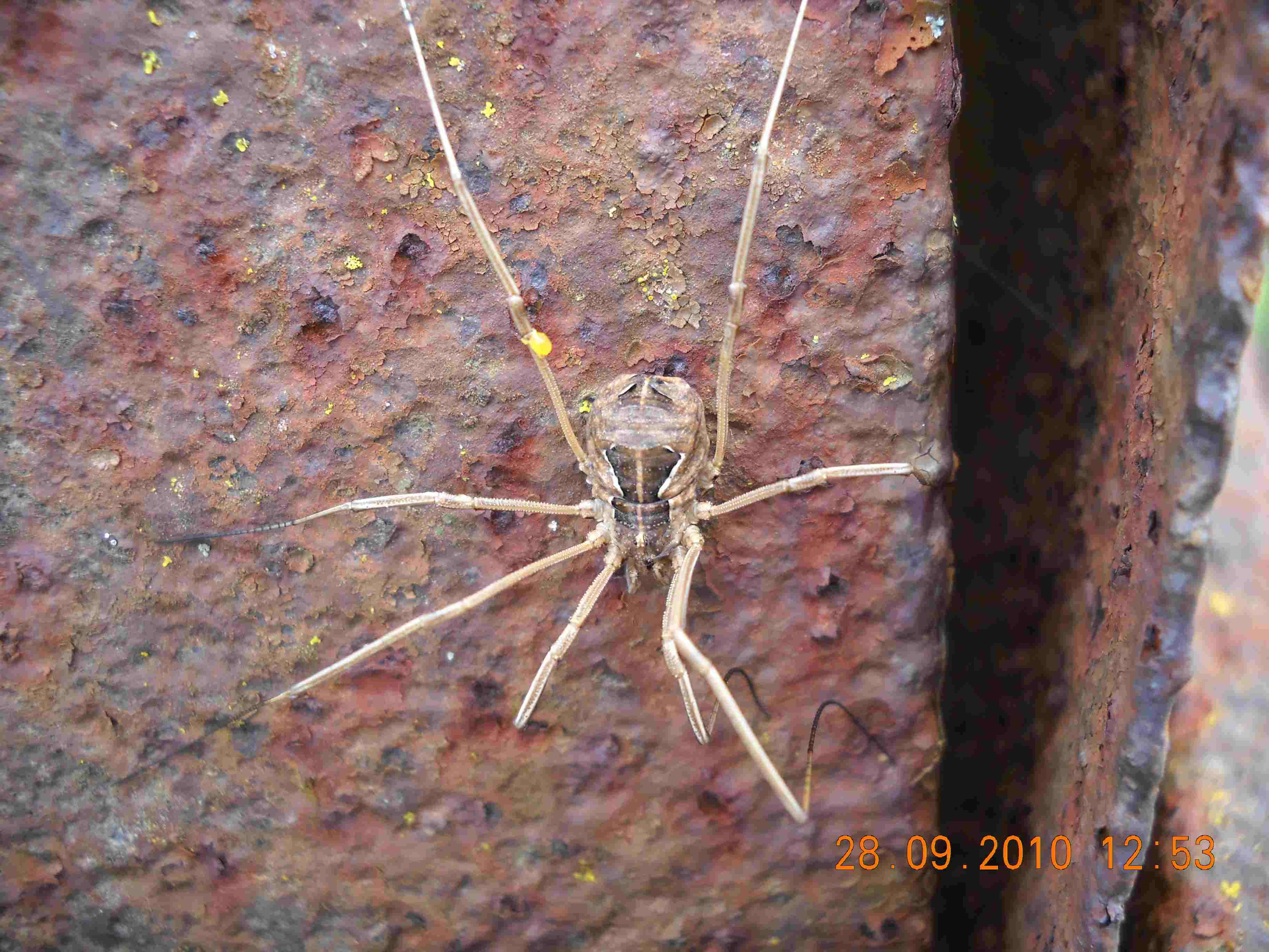 Ragno d''annata
