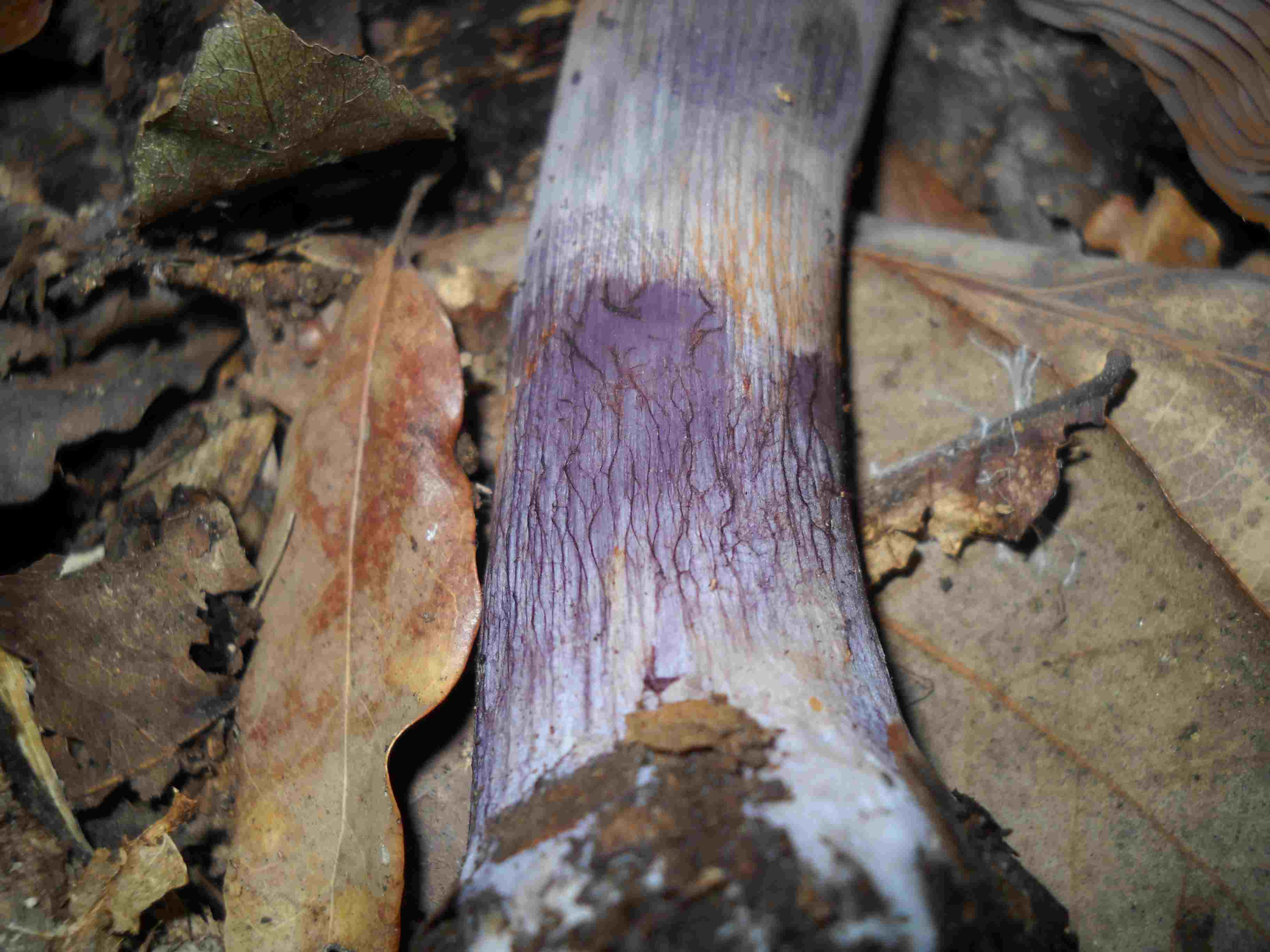 ritrovamenti di oggi