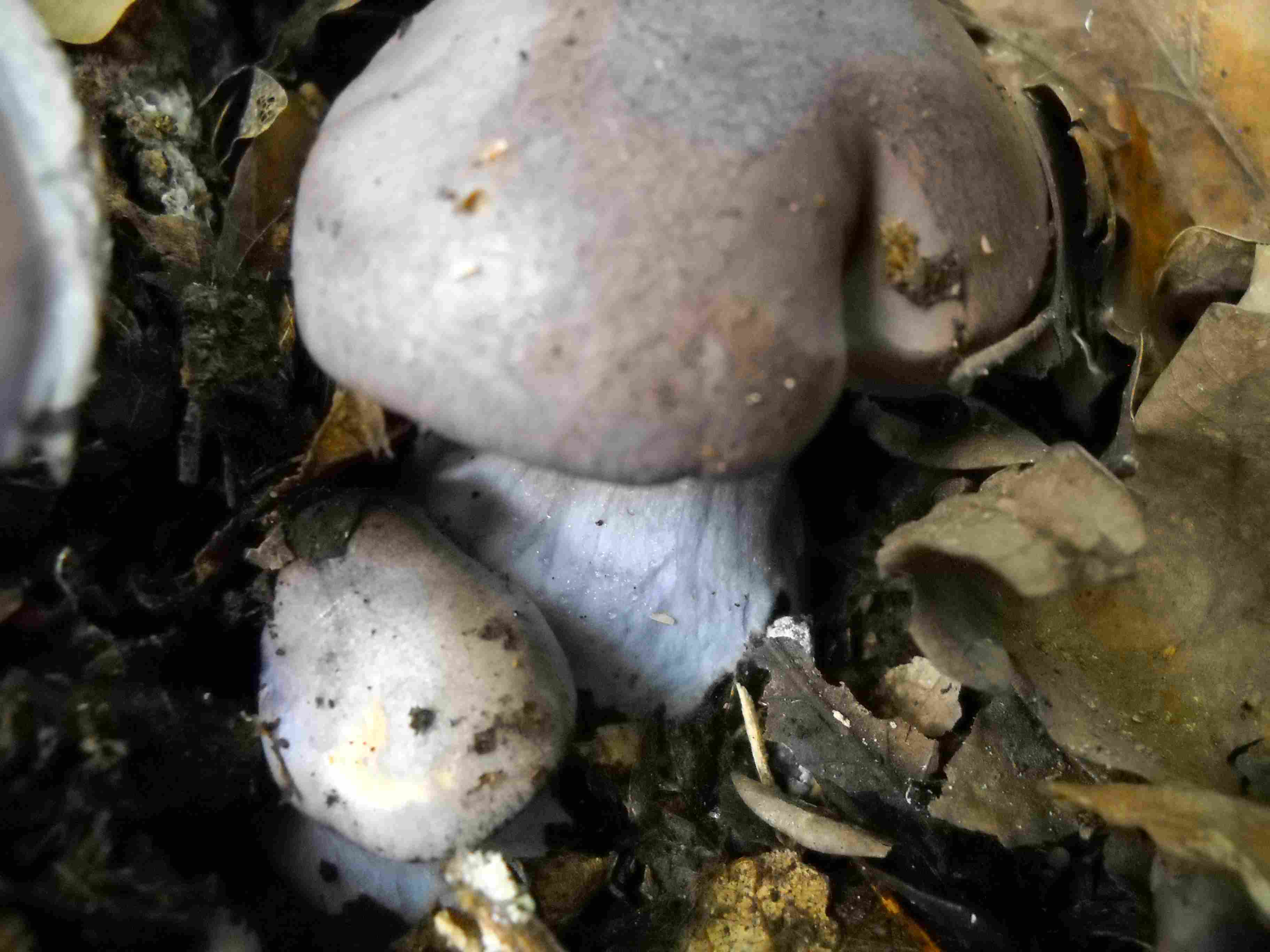 ritrovamenti di oggi