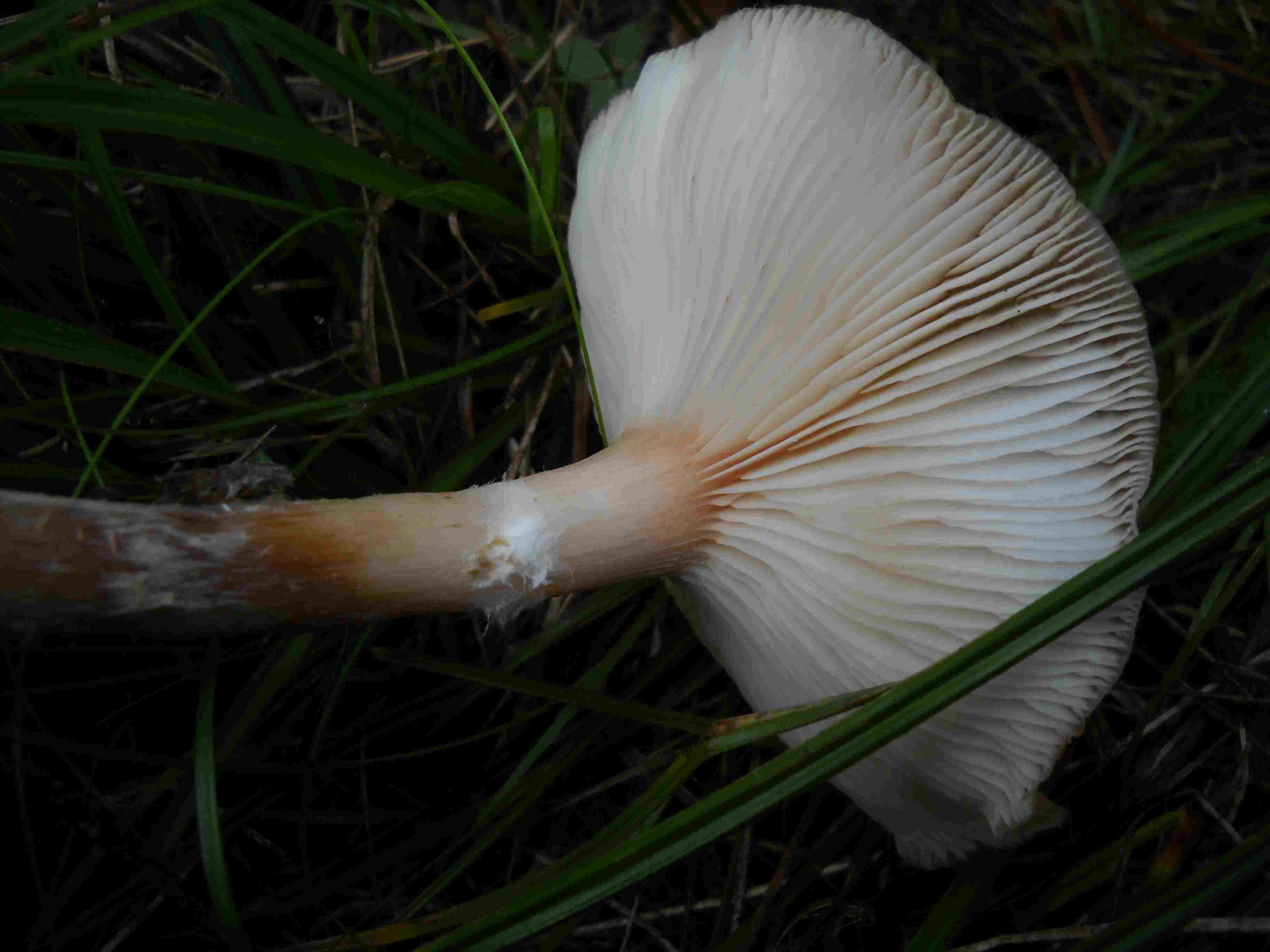 ritrovamenti di oggi