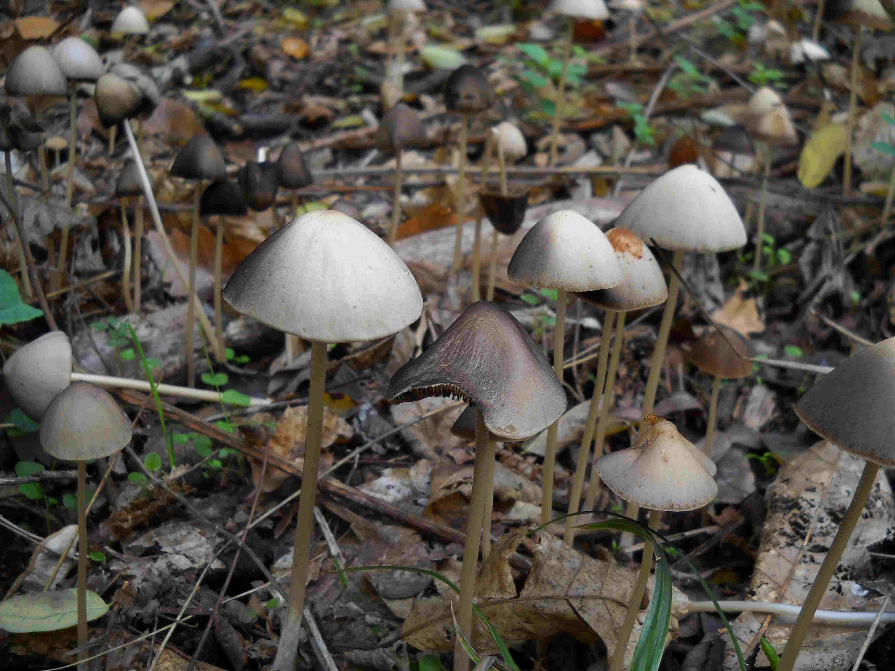 ritrovamenti di oggi