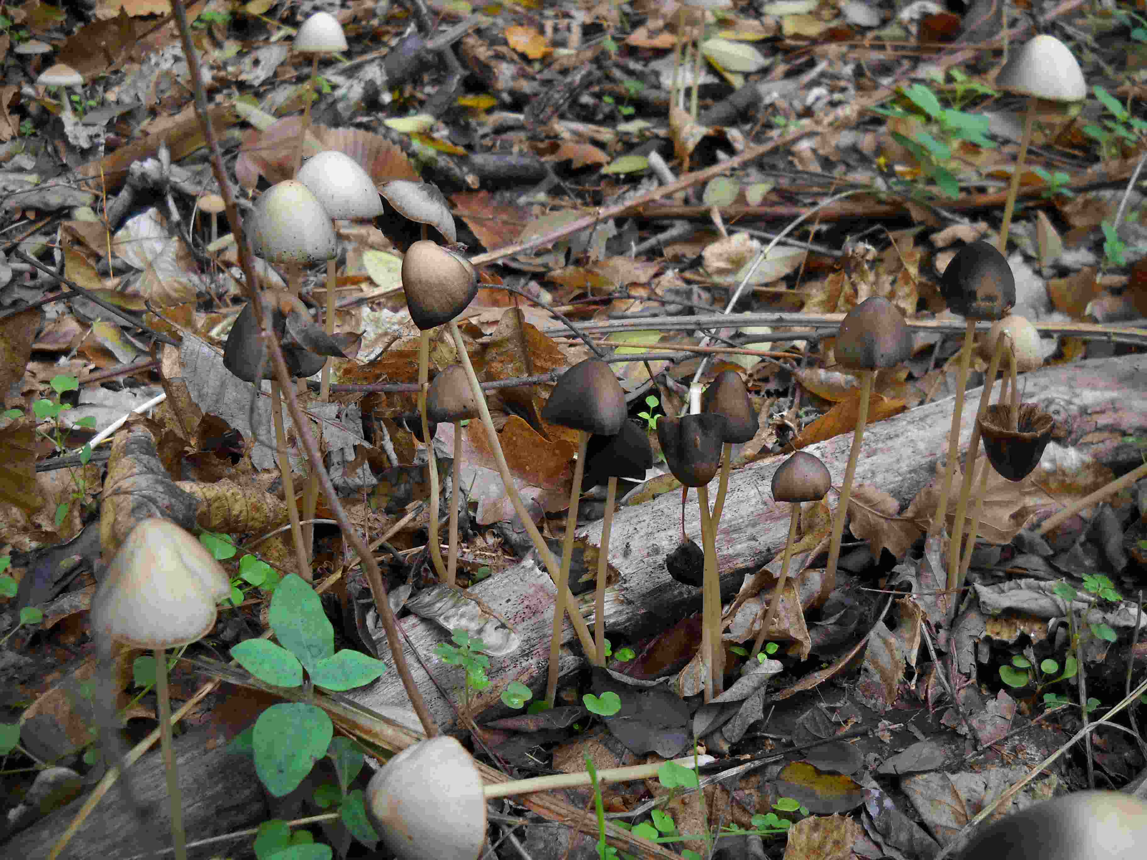 ritrovamenti di oggi