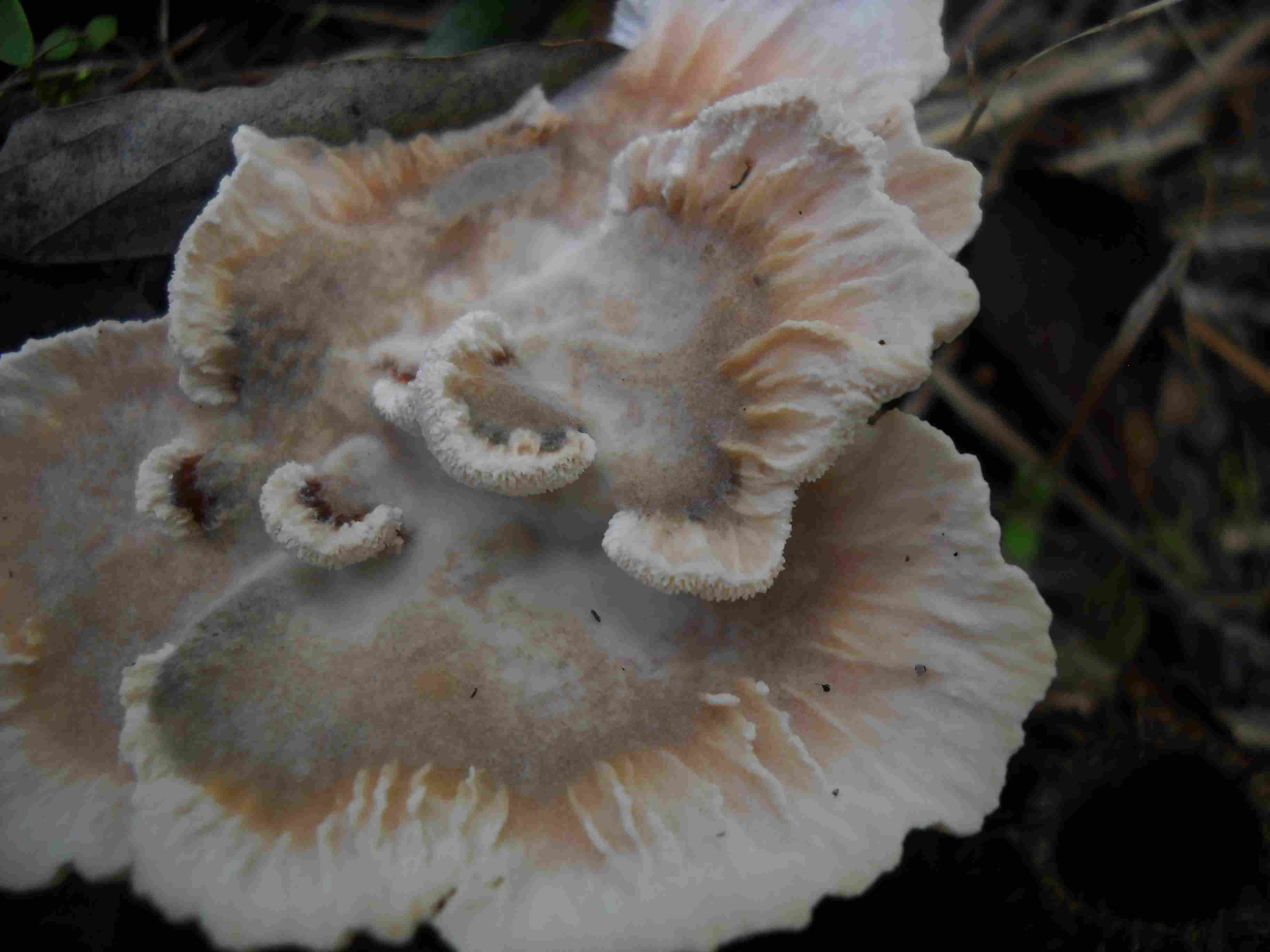 ritrovamenti di oggi