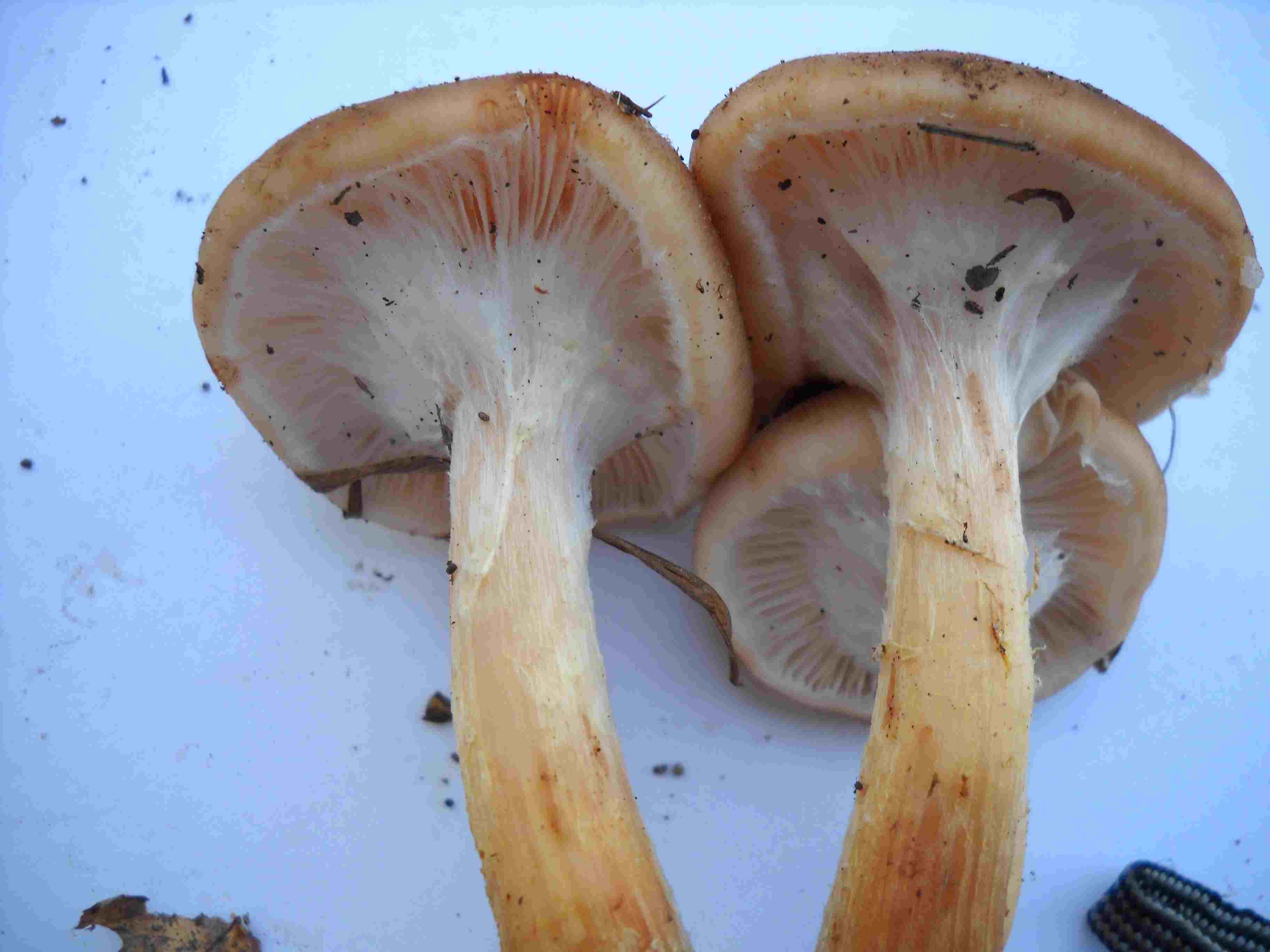 Ritrovamenti di ieri 2