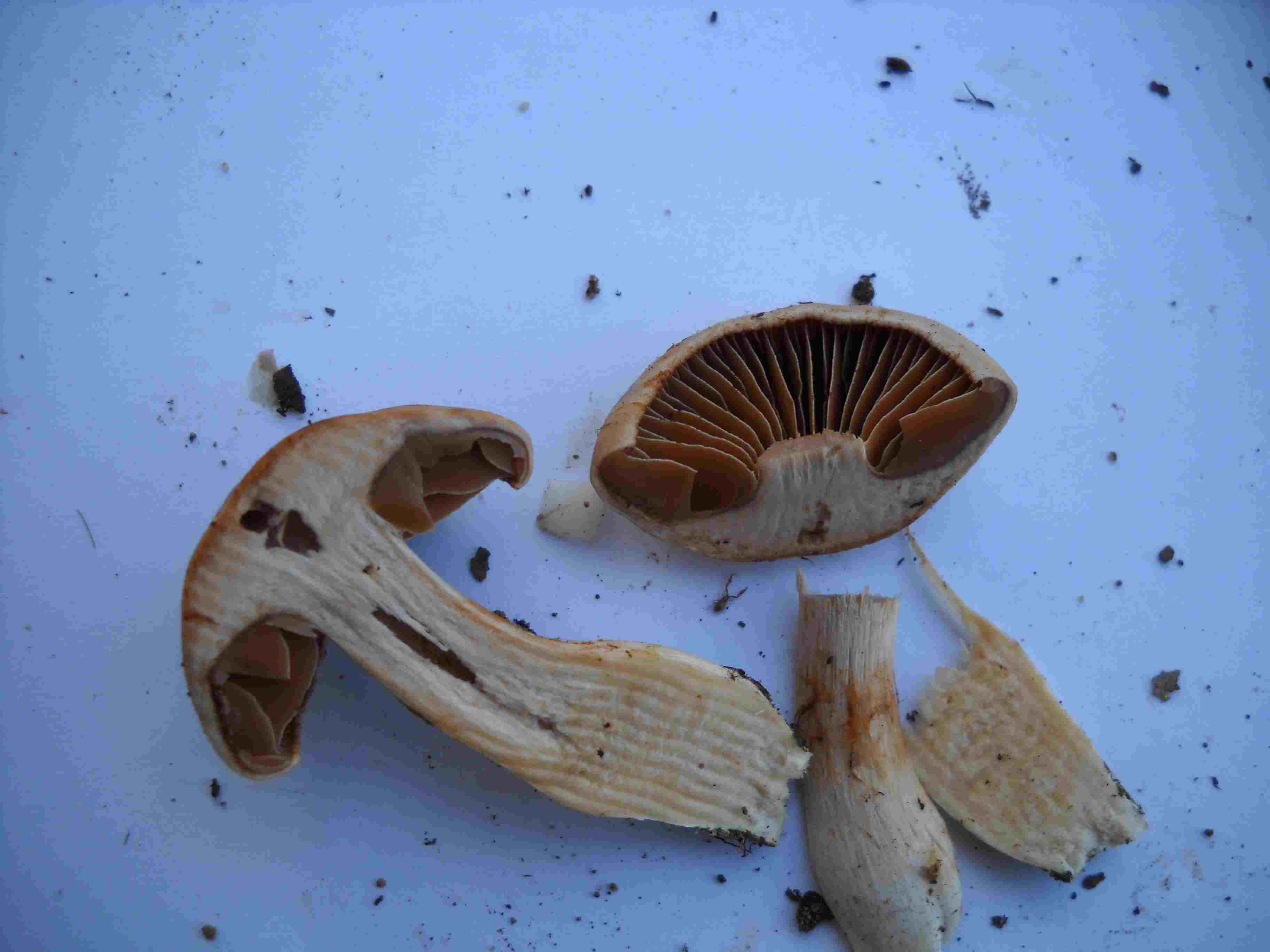 Ritrovamenti di ieri 2