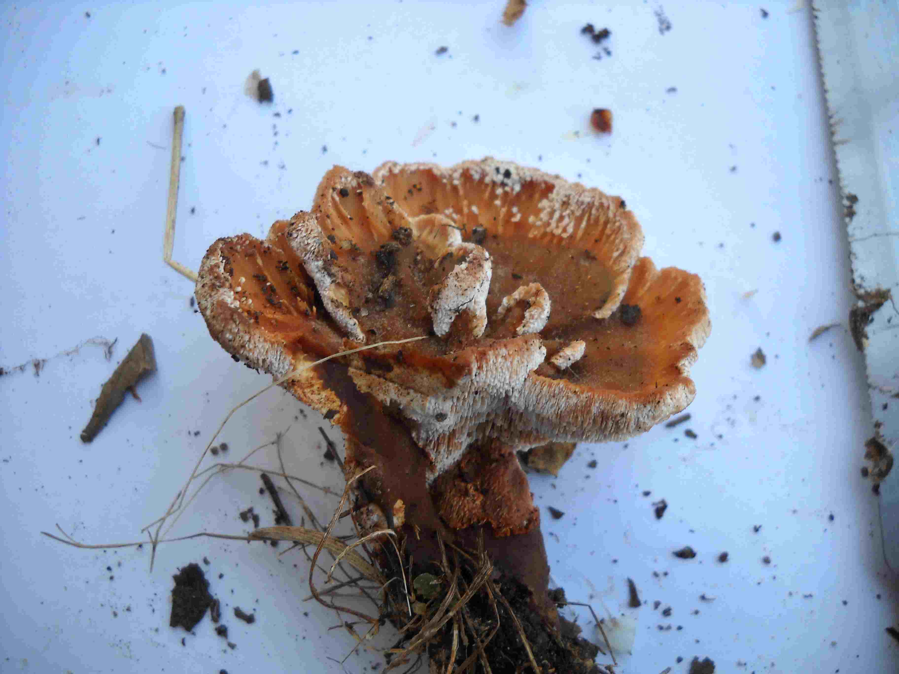 ritrovamenti di ieri 3