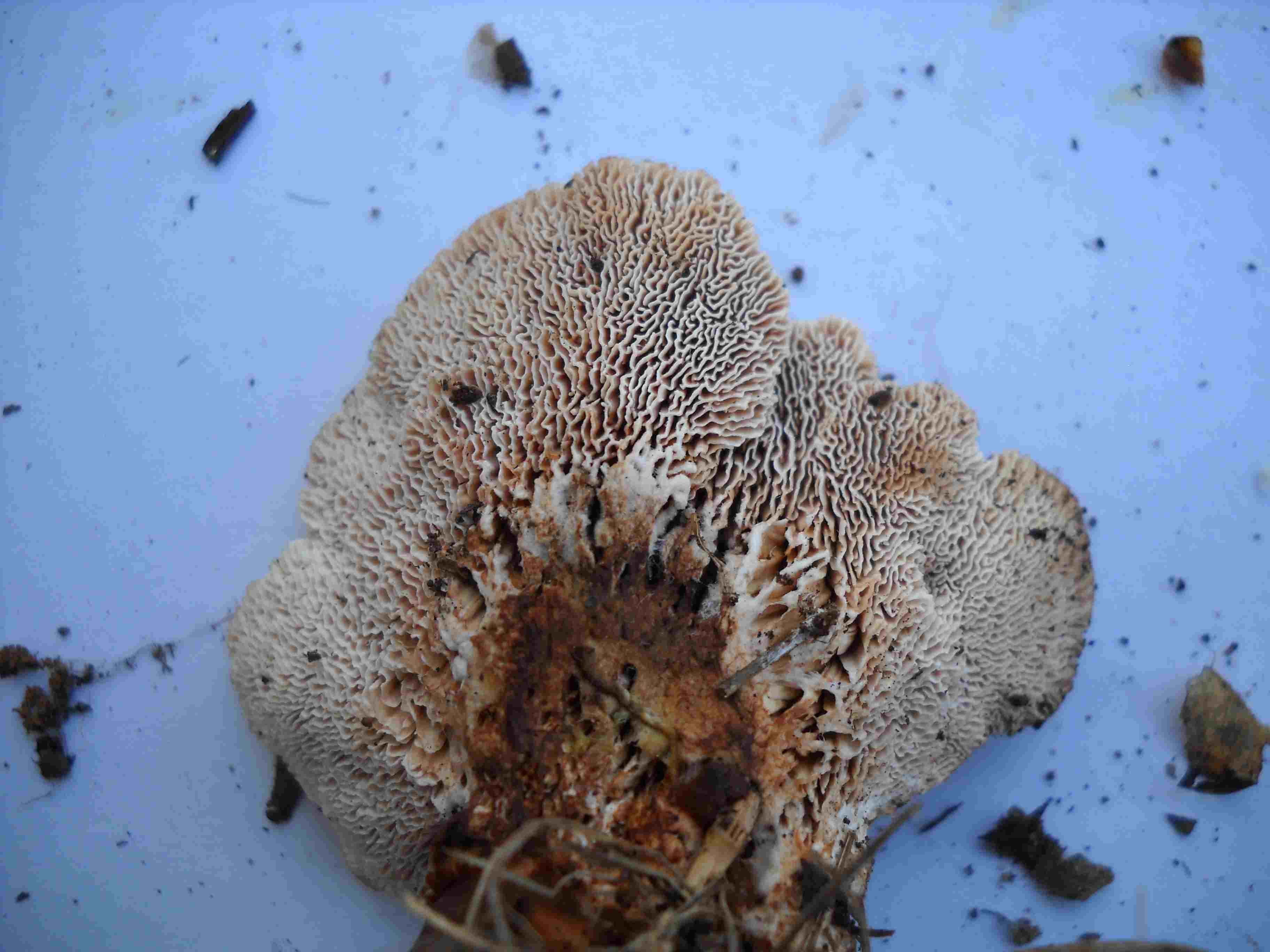 ritrovamenti di ieri 3