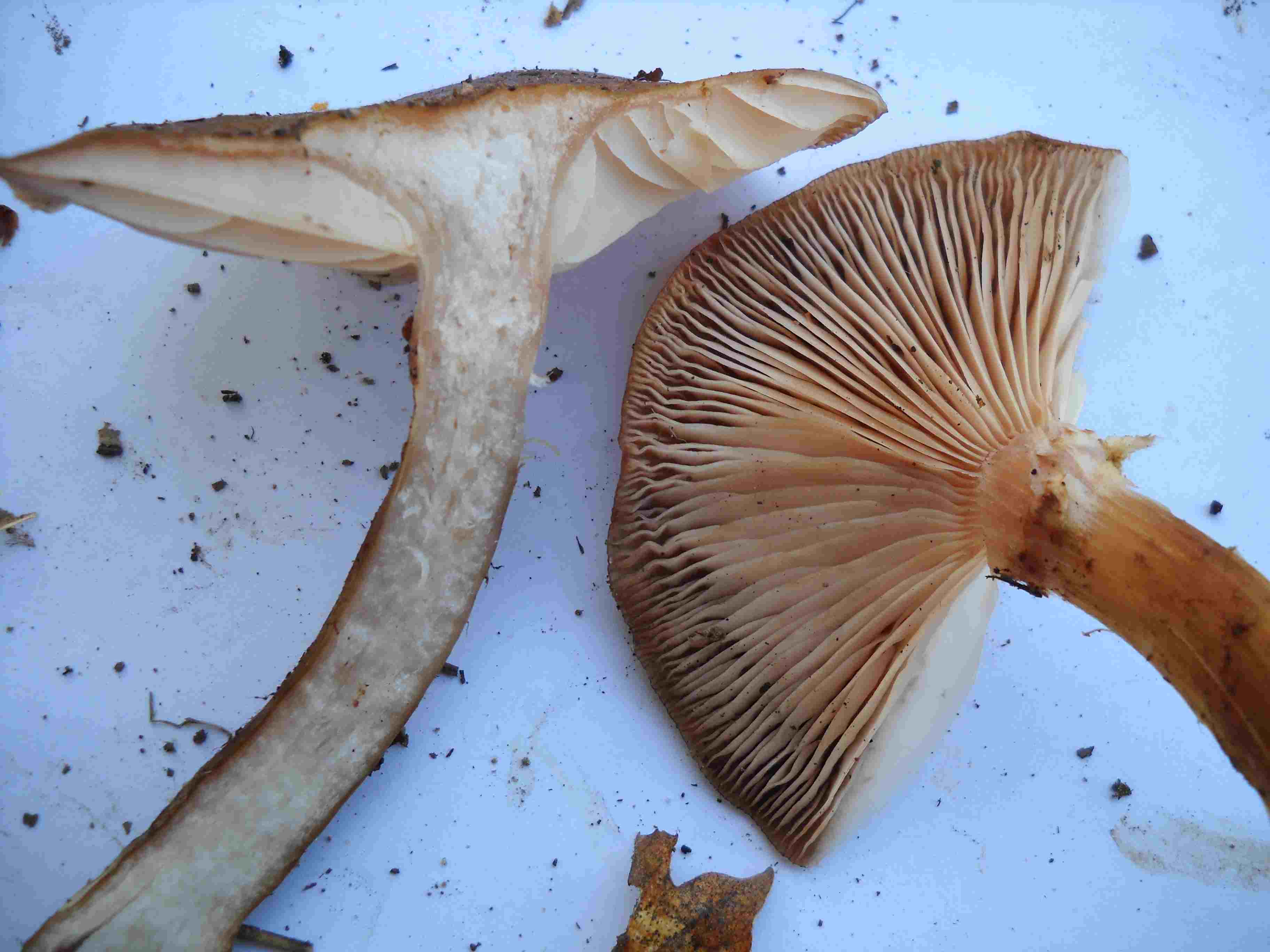 ritrovamenti di ieri 3