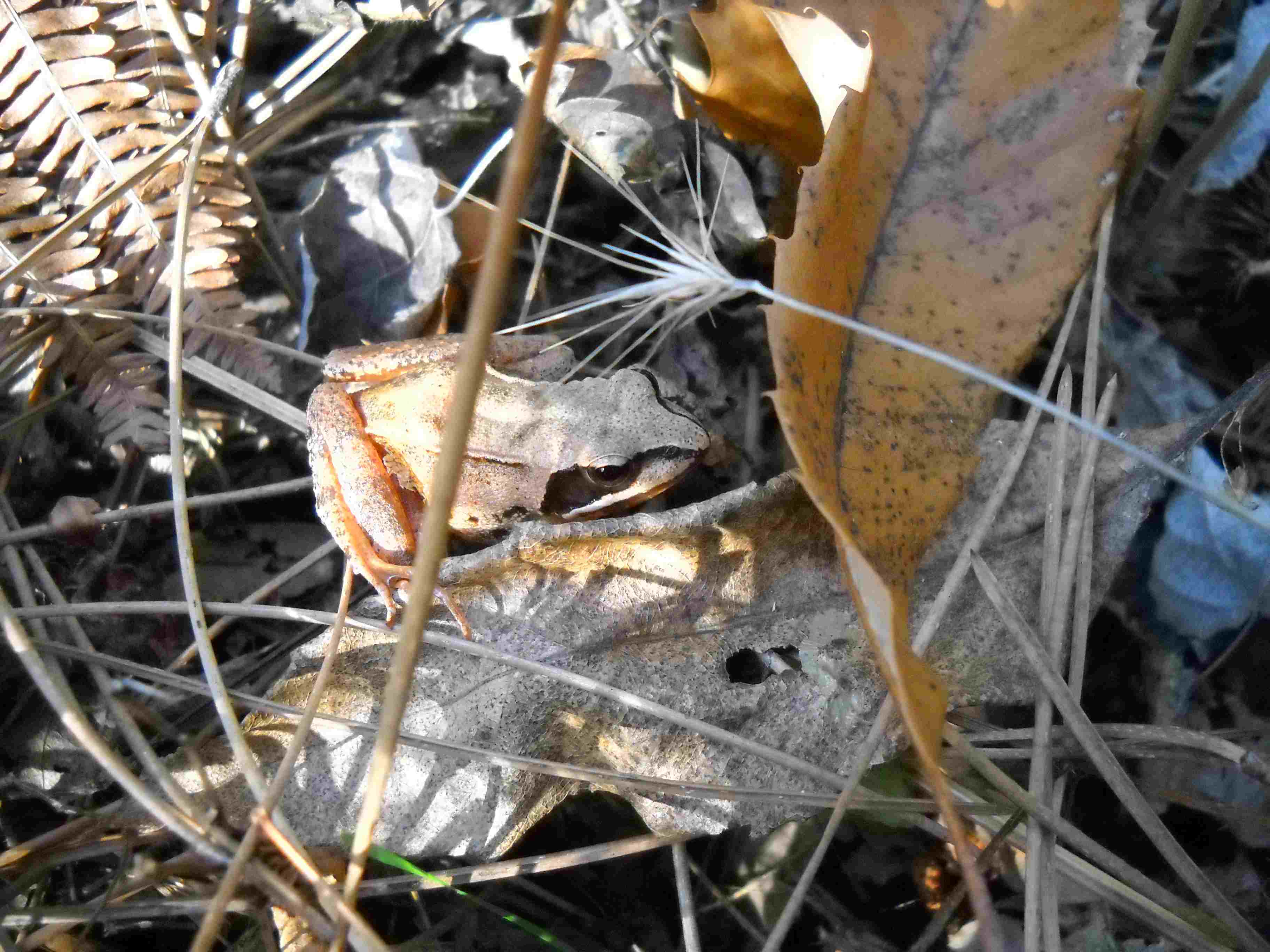 Rana dalmatina