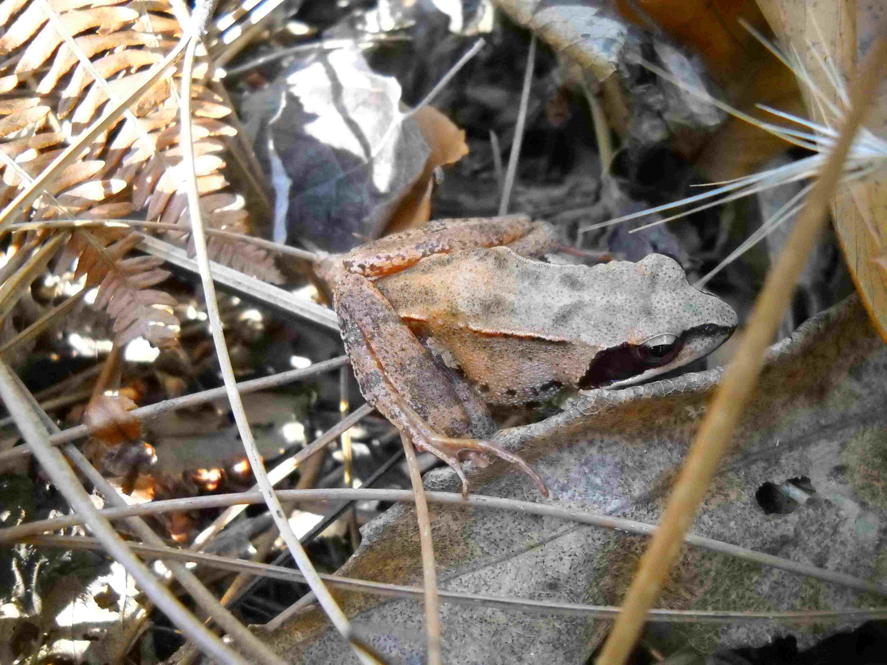 Rana dalmatina