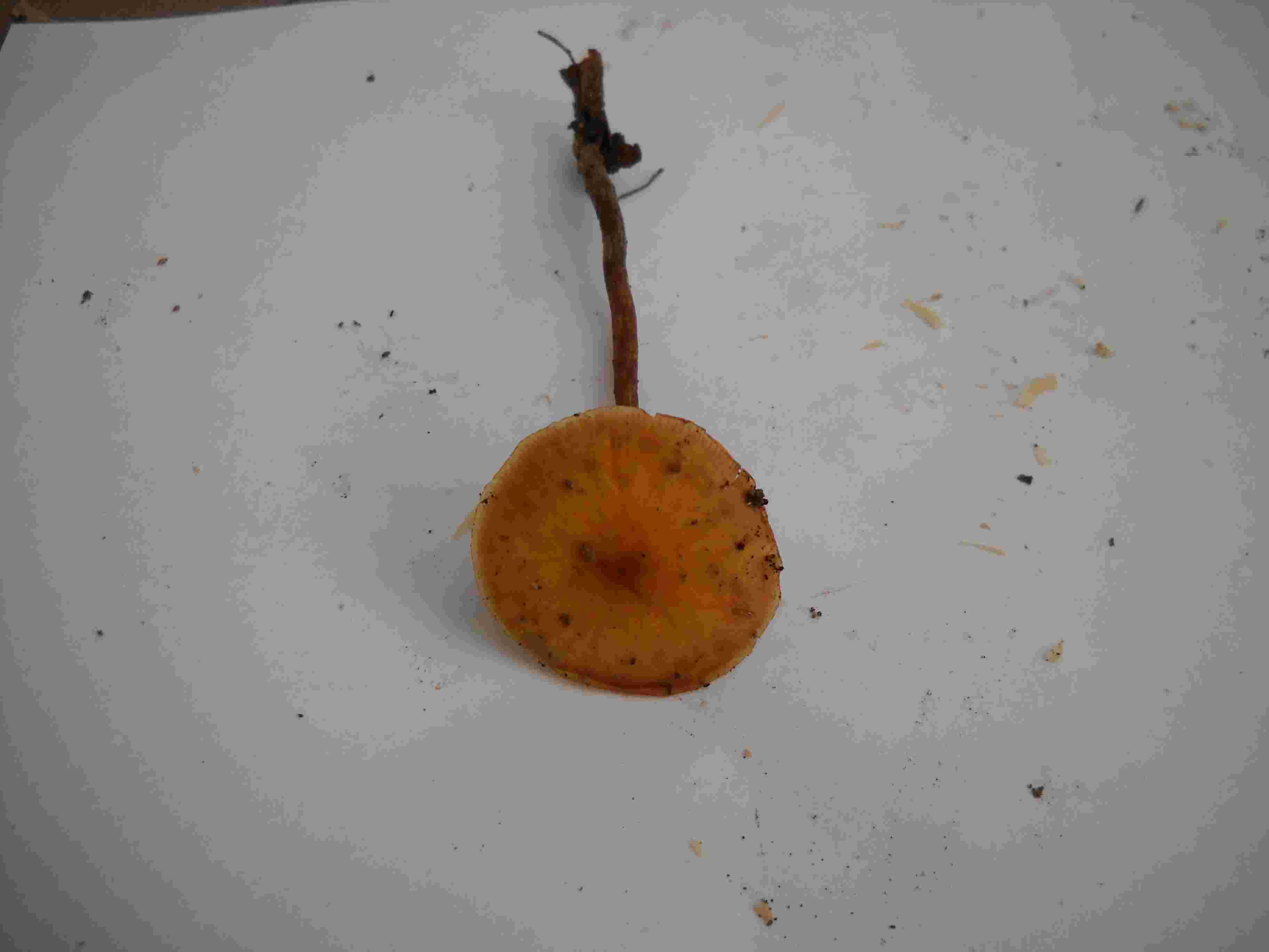fungo n. 4