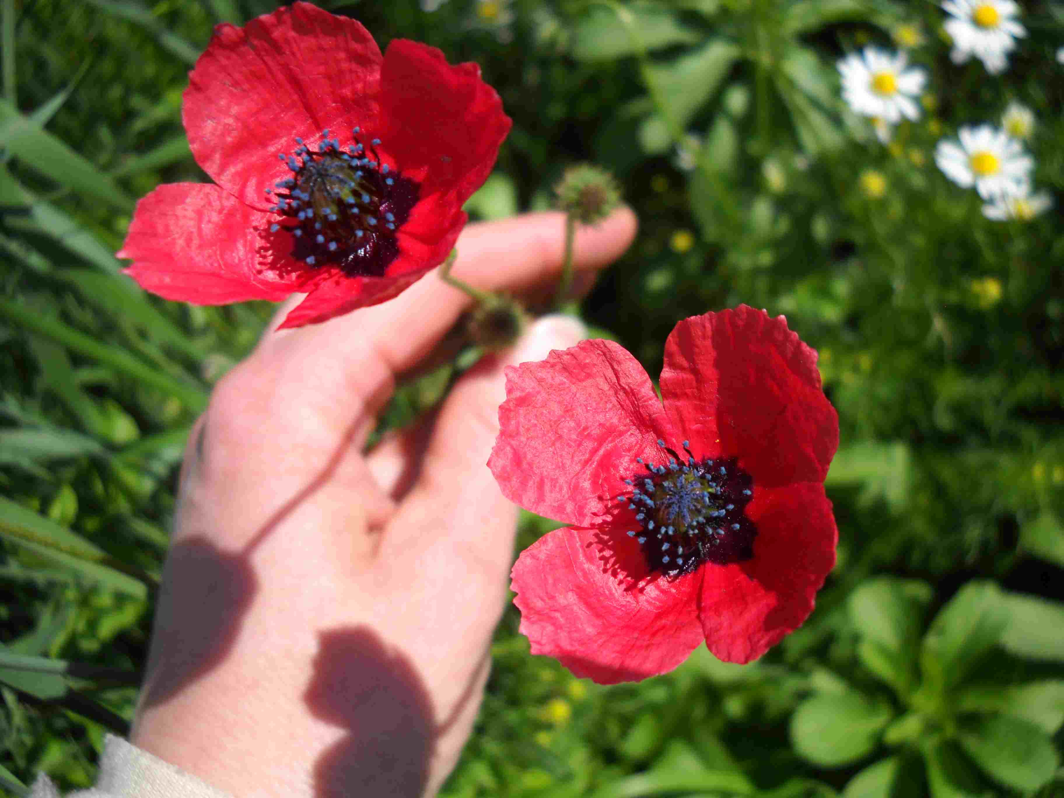 Papaveri da identificare